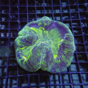 Trachyphyllia