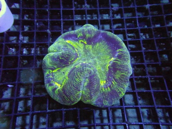 Trachyphyllia