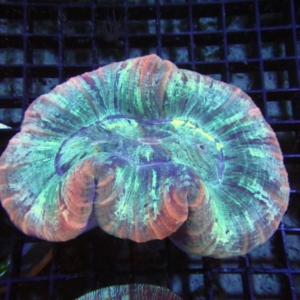 Trachyphyllia