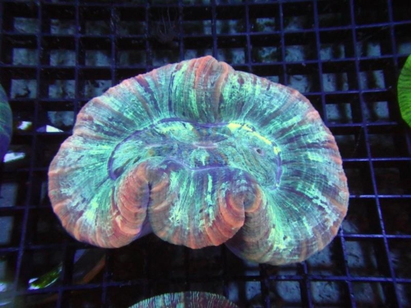 Trachyphyllia