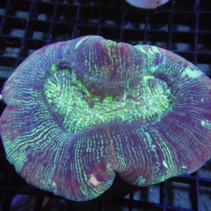 Trachyphyllia