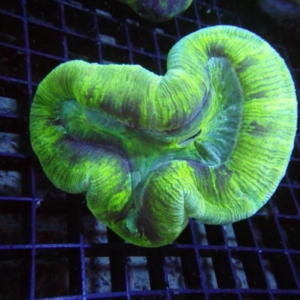 Trachyphyllia