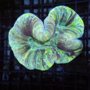 Trachyphyllia