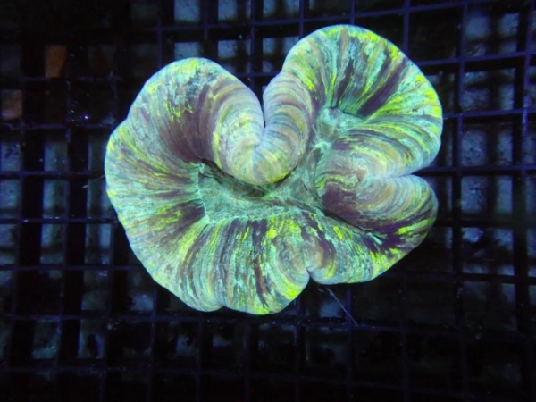 Trachyphyllia