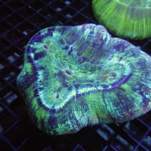 Trachyphyllia