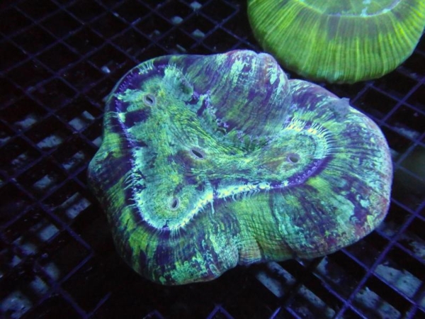 Trachyphyllia