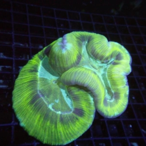 Trachyphyllia