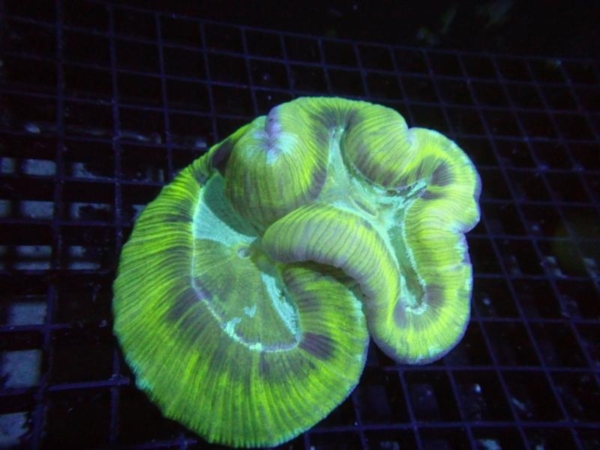 Trachyphyllia
