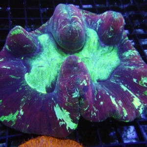Trachyphyllia