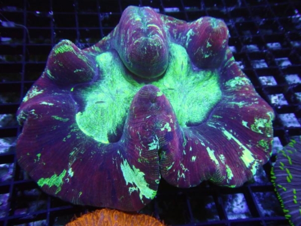 Trachyphyllia