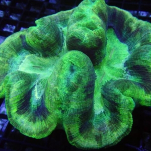 Trachyphyllia