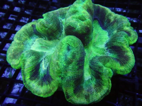 Trachyphyllia
