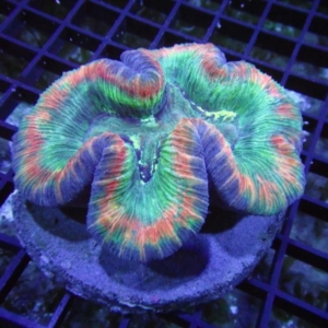 Trachyphyllia