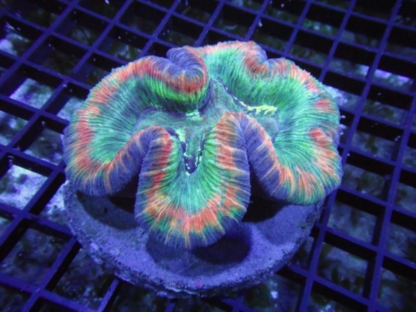 Trachyphyllia