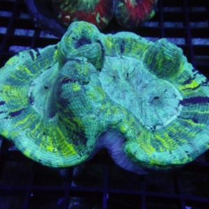 Trachyphyllia