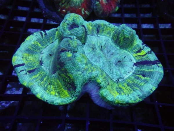 Trachyphyllia