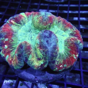 Trachyphyllia
