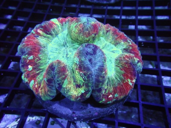 Trachyphyllia