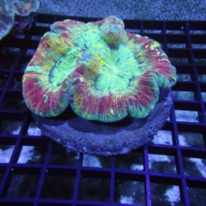 Trachyphyllia