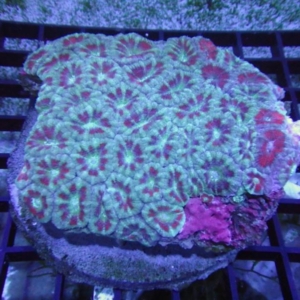 Indo Acan