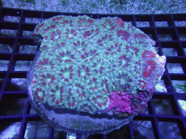 Indo Acan