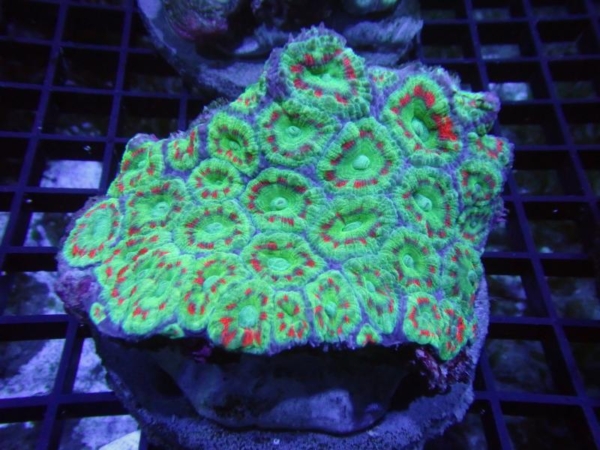 Indo Acan