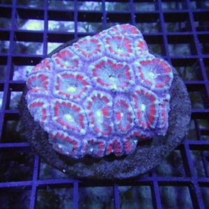 Indo Acan