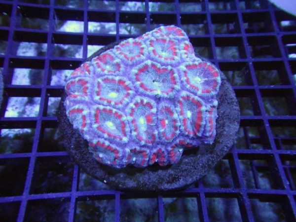 Indo Acan