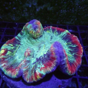 Trachyphyllia