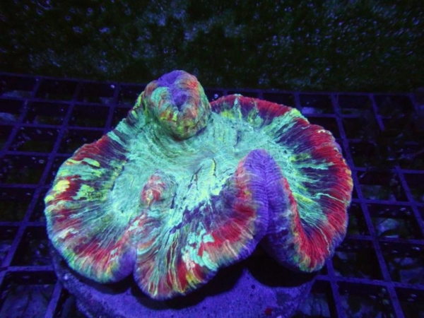 Trachyphyllia