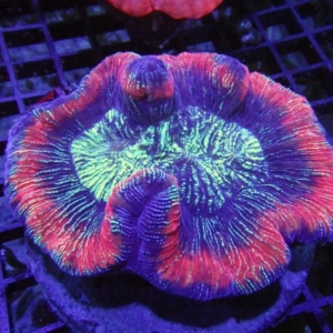 Trachyphyllia