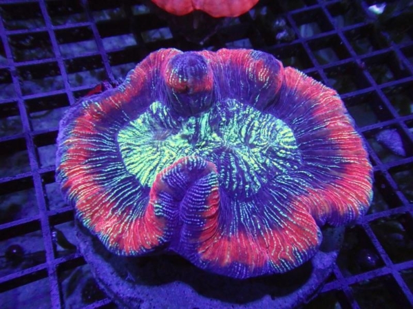 Trachyphyllia