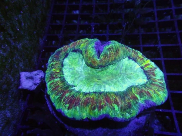 Trachyphyllia