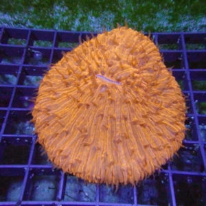 Plate Coral
