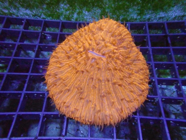 Plate Coral
