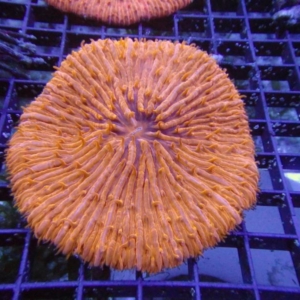 Plate Coral