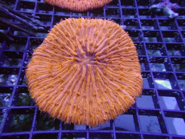 Plate Coral
