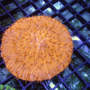 Plate Coral