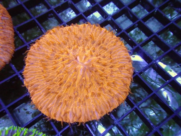 Plate Coral