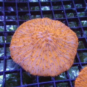 Plate Coral