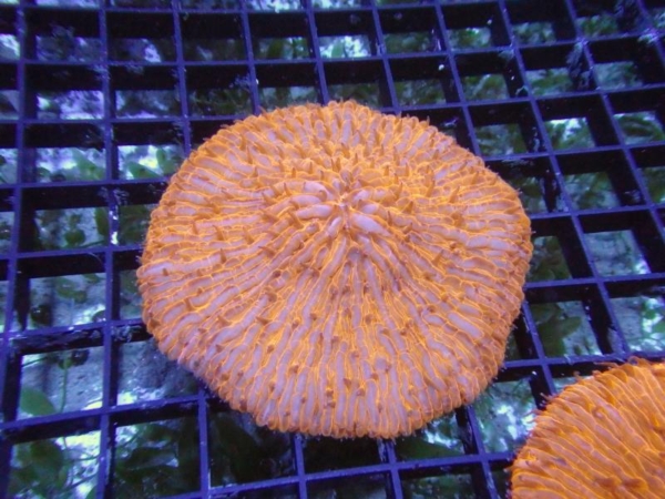 Plate Coral