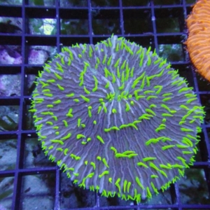 Plate Coral