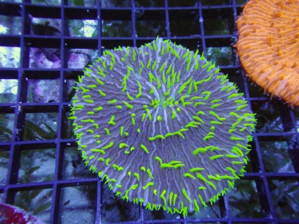 Plate Coral