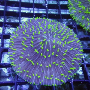 Plate Coral