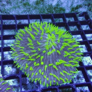Plate Coral