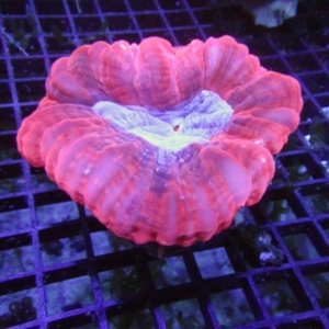 Cynarina