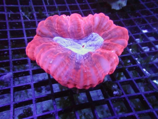 Cynarina