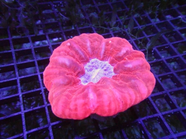 Cynarina