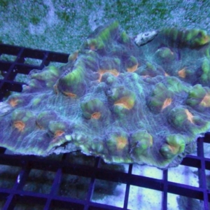 Mycedium