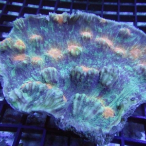 Mycedium